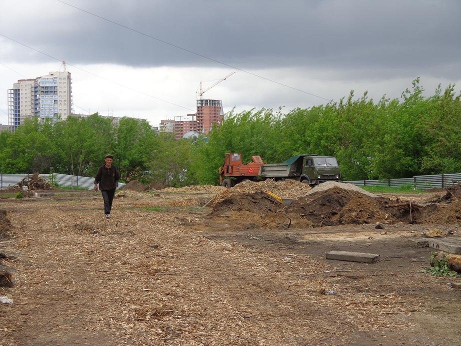 В Новосибирске прошла еще одна масштабная вырубка деревьев